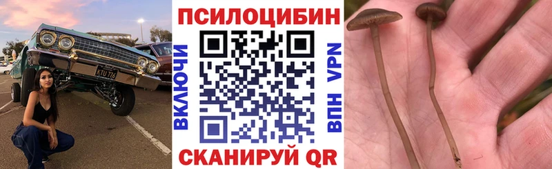 сколько стоит  Верея  Галлюциногенные грибы прущие грибы 
